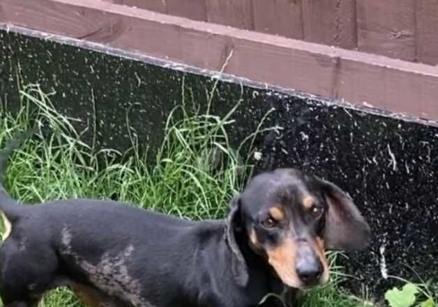 Dachshund Puppies for sale in West Yorkshire