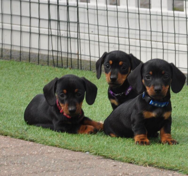 Delightful Mini Smooth Dachshund puppies KC reg for sale in Aberystwyth, Ceredigion