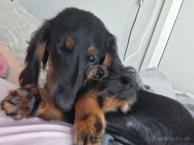 Dachshunds for sale in Basildon, Essex