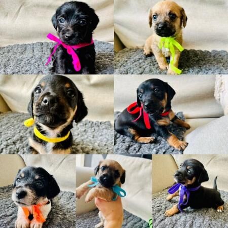 Doxie chon puppies, last 3 left! Reduced for sale in Harlow, Essex - Image 1