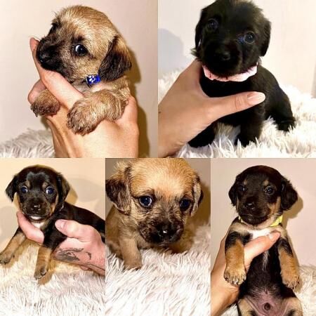 Doxie chon puppies, last 3 left! Reduced for sale in Harlow, Essex - Image 3
