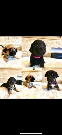 Doxie chon puppies, last 3 left! Reduced for sale in Harlow, Essex - Image 4