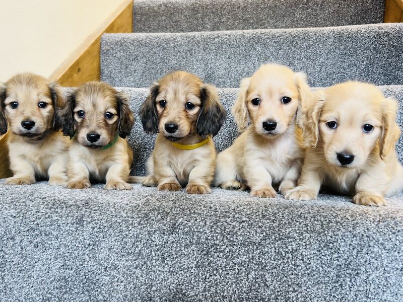 KC Registered Dachshund Puppies for sale in Carmarthenshire