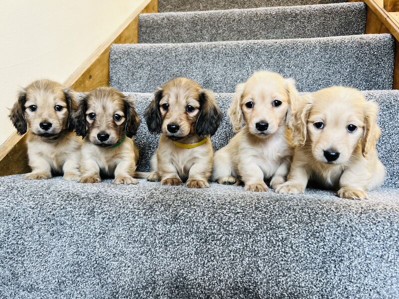 Dachshund Puppies for sale