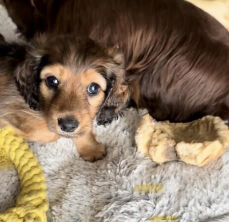 Ethically raised L/H miniature dachshund baby boy for sale in Hurst Wickham, West Sussex