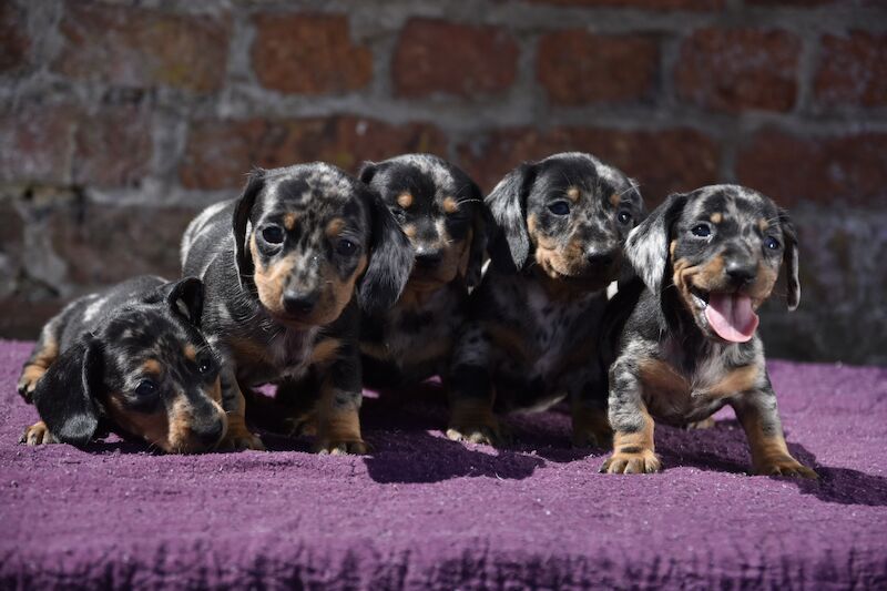 Excellent dachshund puppies for sale in Tarleton, Lancashire