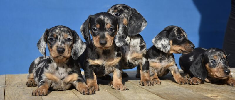 Excellent dachshund puppies for sale in Tarleton, Lancashire
