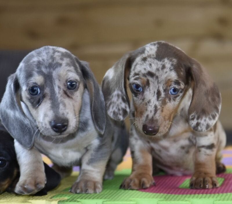 Exceptional dachshund puppies for sale in Tarleton, Lancashire