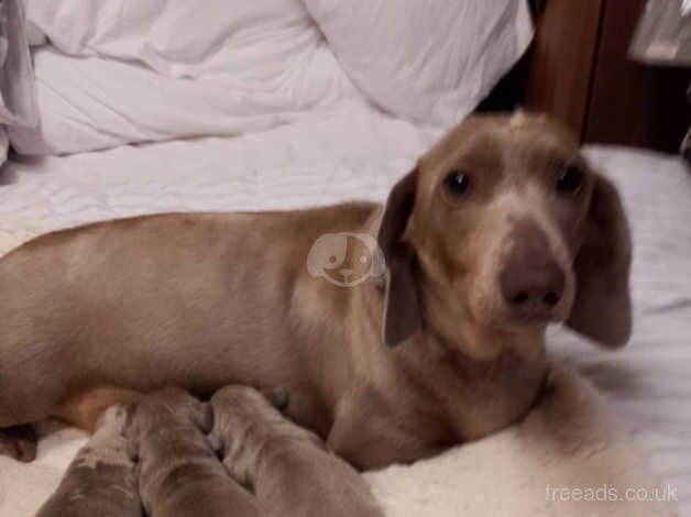 Exquisite Miniature Long hair dachshunds for sale in Walsall, West Midlands