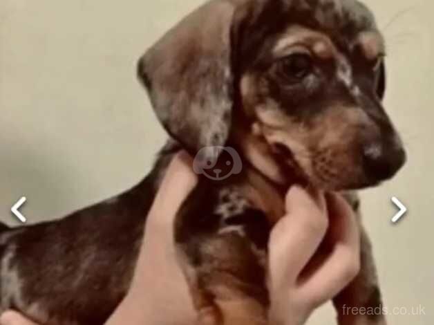 Extra miniature dachshund for sale in Bolton, Greater Manchester