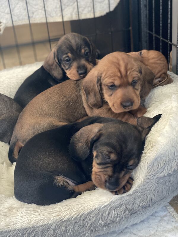Fabulous Litter of KC registered Teckel/Wirehaired Dachshund Puppies for sale in Newark-on-Trent, Nottinghamshire - Image 1