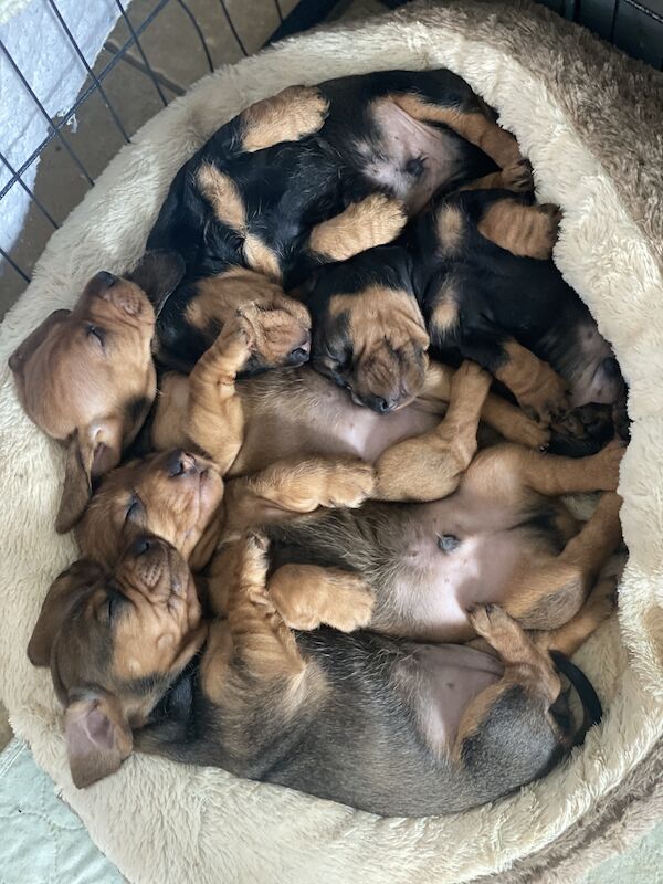 Fabulous Litter of KC registered Teckel/Wirehaired Dachshund Puppies for sale in Newark-on-Trent, Nottinghamshire - Image 2