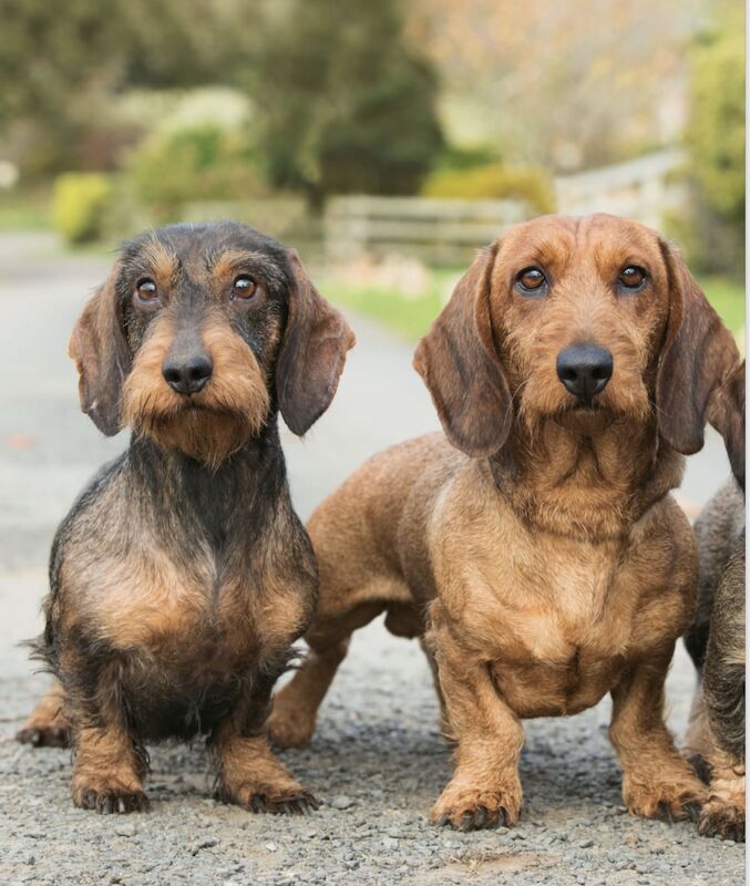 Fabulous Litter of KC registered Teckel/Wirehaired Dachshund Puppies for sale in Newark-on-Trent, Nottinghamshire - Image 3