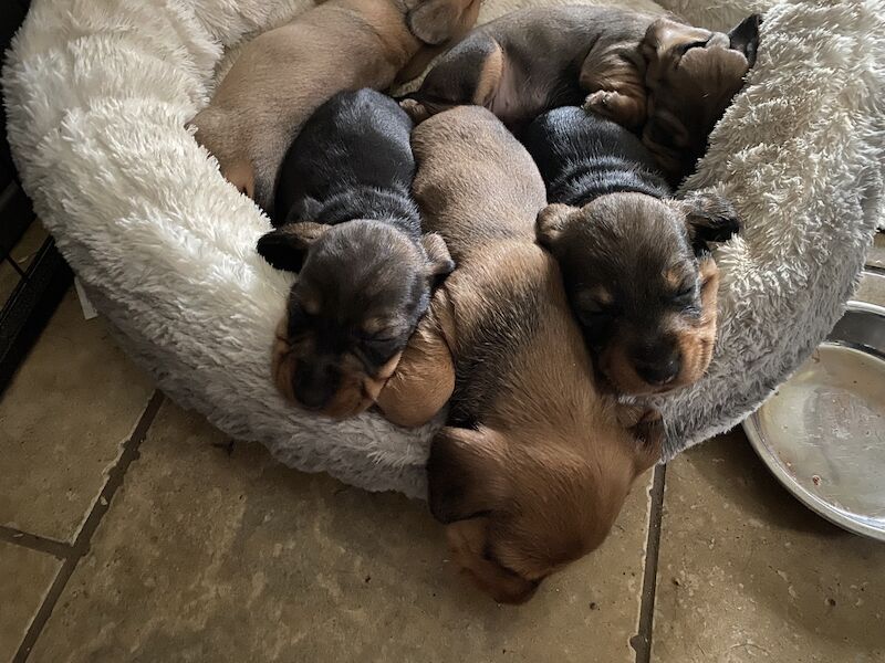 Fabulous Litter of KC registered Teckel/Wirehaired Dachshund Puppies for sale in Newark-on-Trent, Nottinghamshire - Image 8