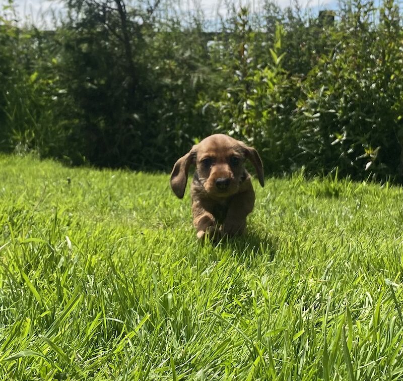 Fabulous Litter of KC registered Teckel/Wirehaired Dachshund Puppies for sale in Newark-on-Trent, Nottinghamshire - Image 9