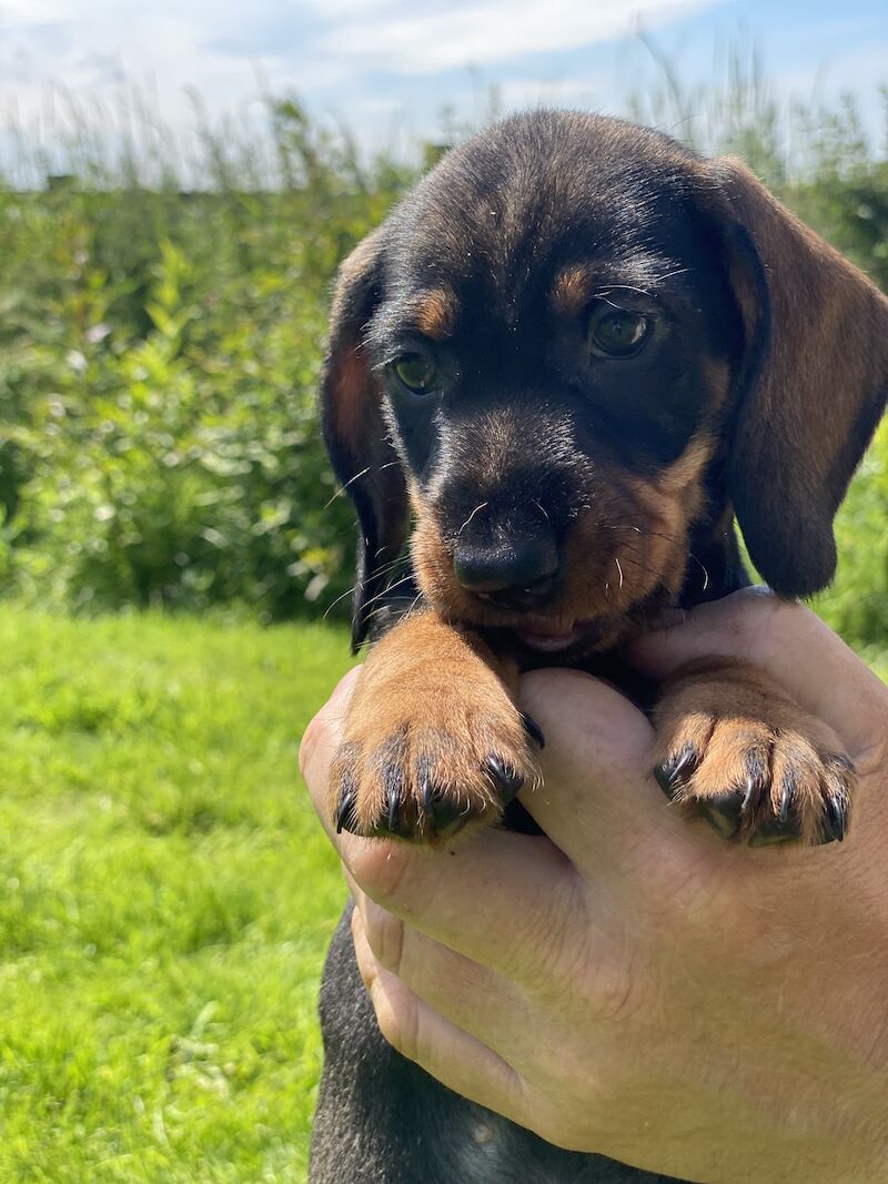 Fabulous Litter of KC registered Teckel/Wirehaired Dachshund Puppies for sale in Newark-on-Trent, Nottinghamshire - Image 10