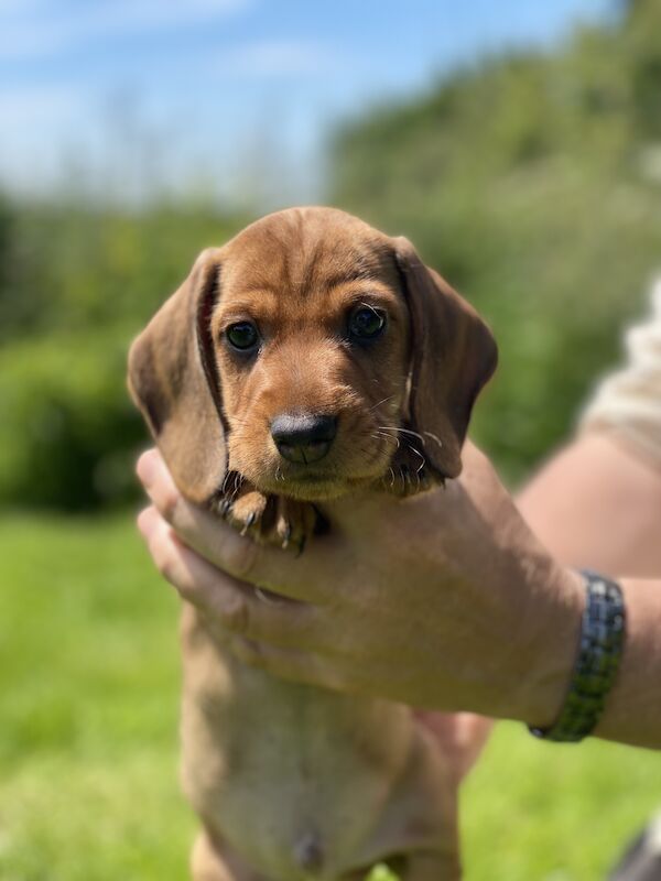 Fabulous Litter of KC registered Teckel/Wirehaired Dachshund Puppies for sale in Newark-on-Trent, Nottinghamshire - Image 11