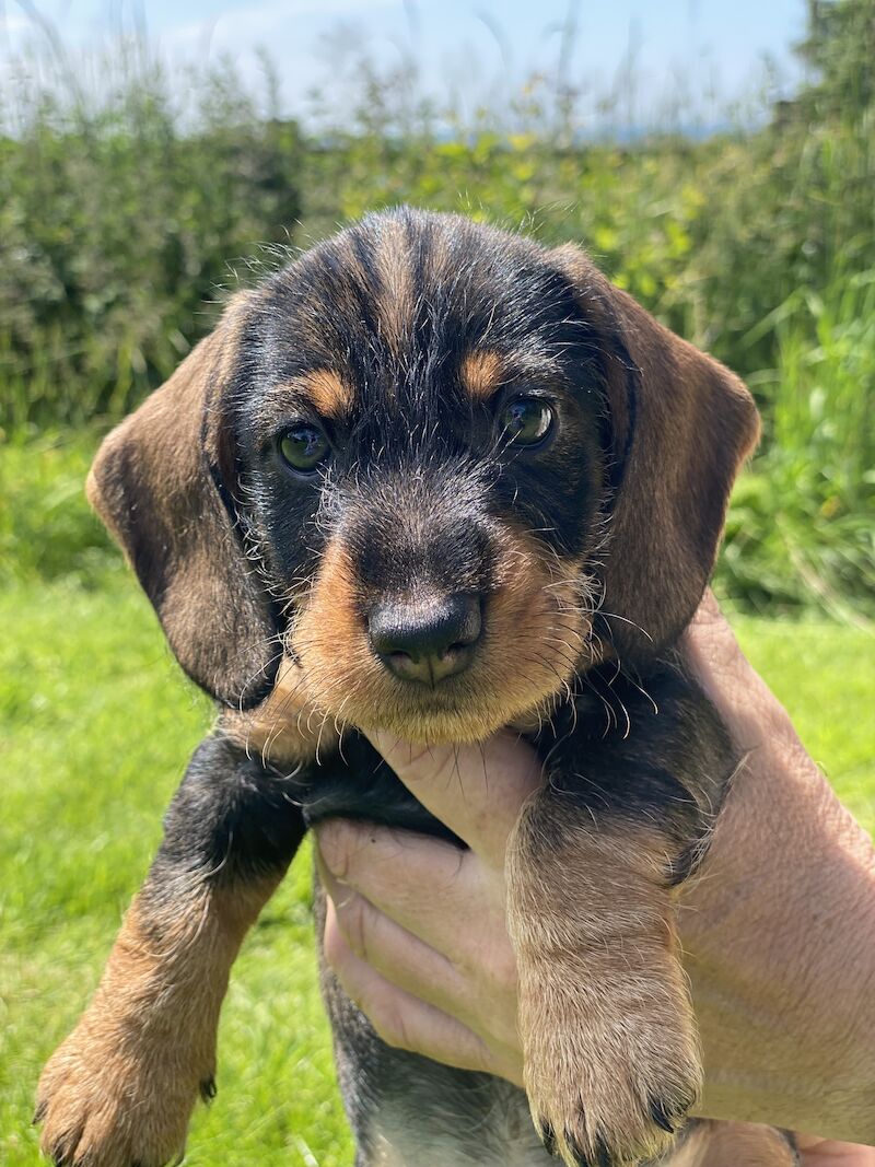 Fabulous Litter of KC registered Teckel/Wirehaired Dachshund Puppies for sale in Newark-on-Trent, Nottinghamshire - Image 12