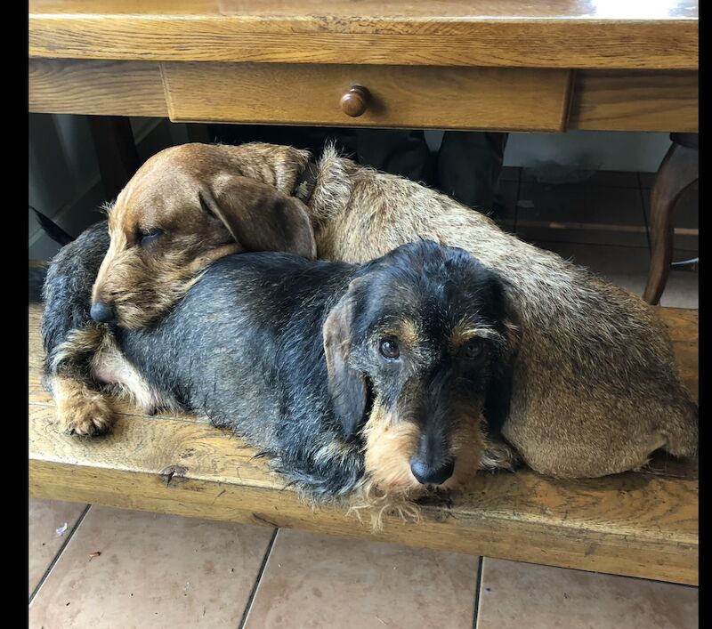 Fabulous Litter of KC registered Teckel/Wirehaired Dachshund Puppies for sale in Newark-on-Trent, Nottinghamshire - Image 4