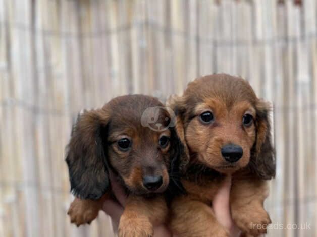 Fantastic mini longhair dachshunds for sale in Canvey Island, Essex