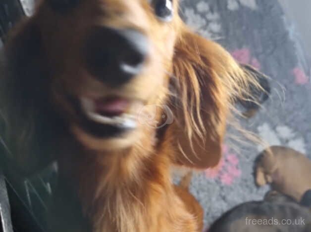 Fantastic mini longhair dachshunds for sale in Canvey Island, Essex - Image 2