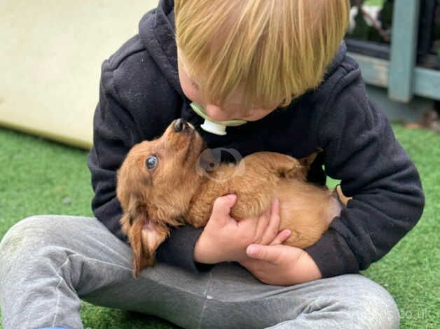 Fantastic mini longhair dachshunds for sale in Canvey Island, Essex - Image 3