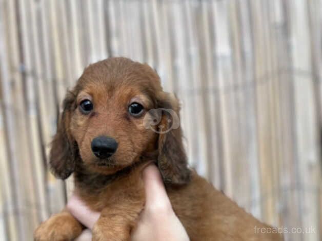 Fantastic mini longhair dachshunds for sale in Canvey Island, Essex - Image 4