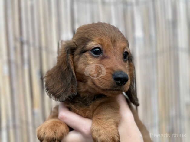 Fantastic mini longhair dachshunds for sale in Canvey Island, Essex - Image 5