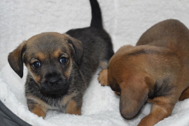 Fantastic Standard Smooth Dachshund x Cairn Terrier for sale in Boston, Lincolnshire