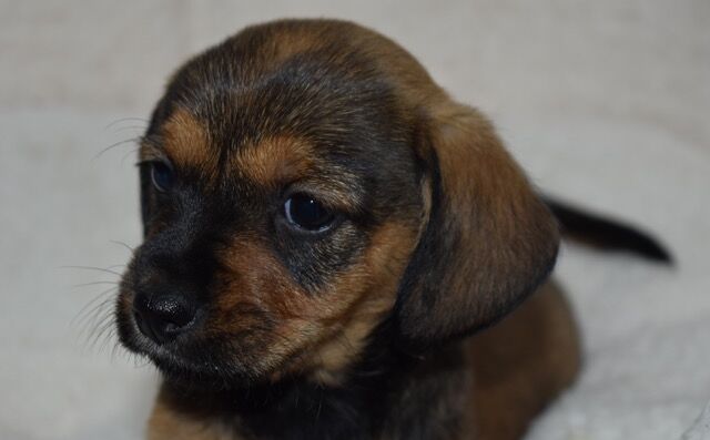 Fantastic Standard Smooth Dachshund x Cairn Terrier for sale in Boston, Lincolnshire