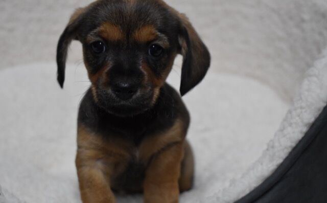 Dachshund Puppies for sale in Lincolnshire