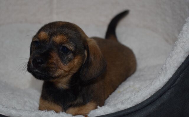 Dachshund Puppies for sale