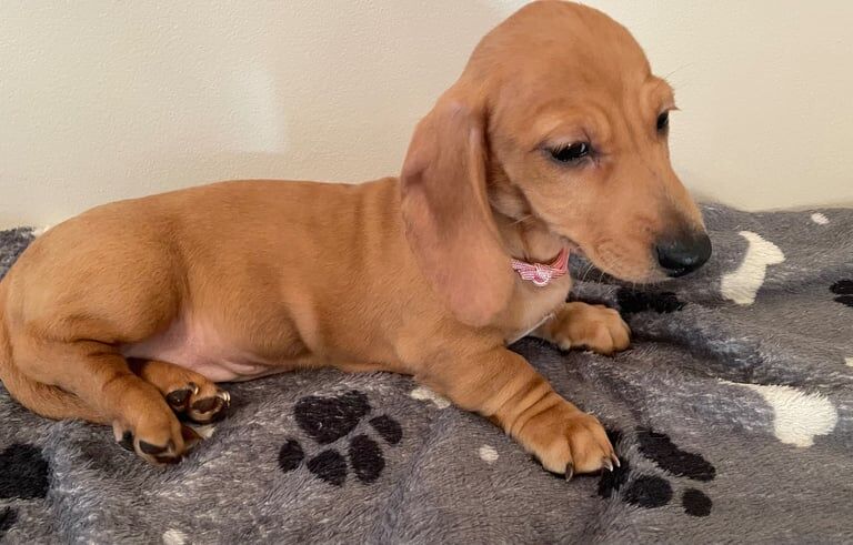 Fawn cream Miniature dachshund puppies for sale in Newport, Isle of Wight