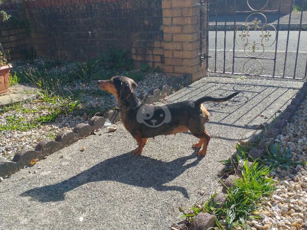 Female 3 year old dachshund for sale in Bristol, Bristol