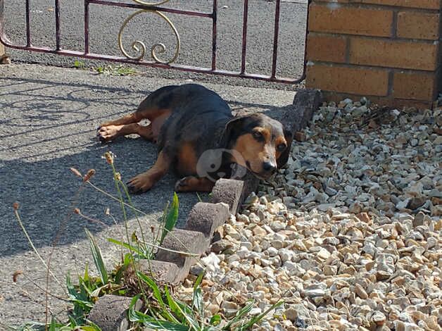 Dachshunds for sale in Bristol, Bristol