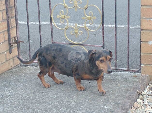 Dachshund Puppies for sale in Bristol