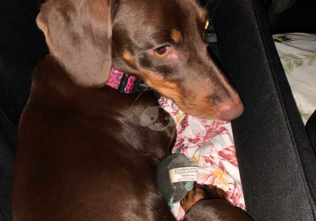 Female Dachshund 9 months old for sale in Telford, Shropshire