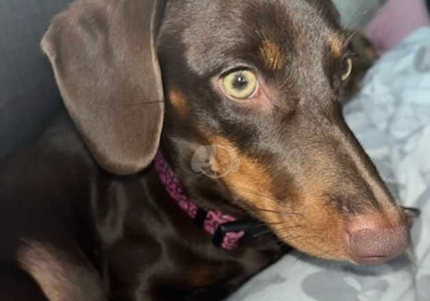 Female Dachshund 9 months old for sale in Telford, Shropshire - Image 2