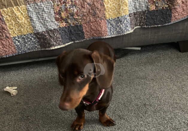 Female Dachshund 9 months old for sale in Telford, Shropshire - Image 3