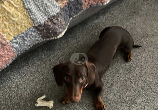 Female Dachshund 9 months old for sale in Telford, Shropshire - Image 4