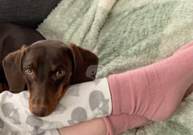 Female Dachshund 9 months old for sale in Telford, Shropshire - Image 5