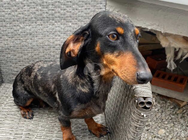 Female dachshund for sale in King's Lynn, Norfolk