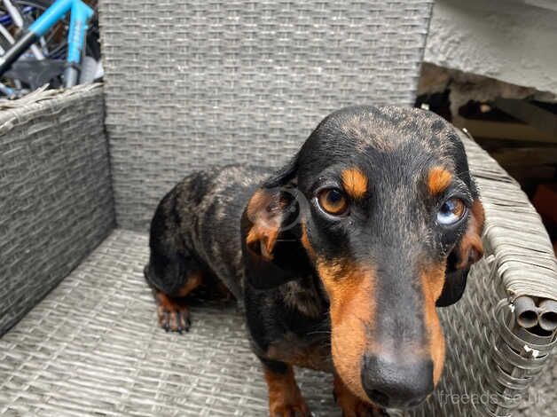 Female dachshund for sale in King's Lynn, Norfolk - Image 2