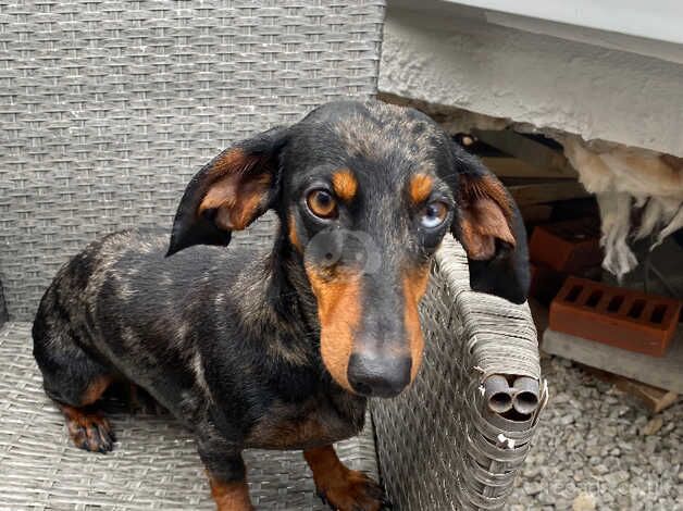 Female dachshund for sale in King's Lynn, Norfolk - Image 3