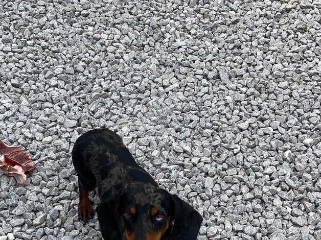 Female dachshund for sale in King's Lynn, Norfolk - Image 4