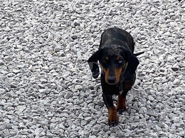 Female dachshund for sale in King's Lynn, Norfolk - Image 5