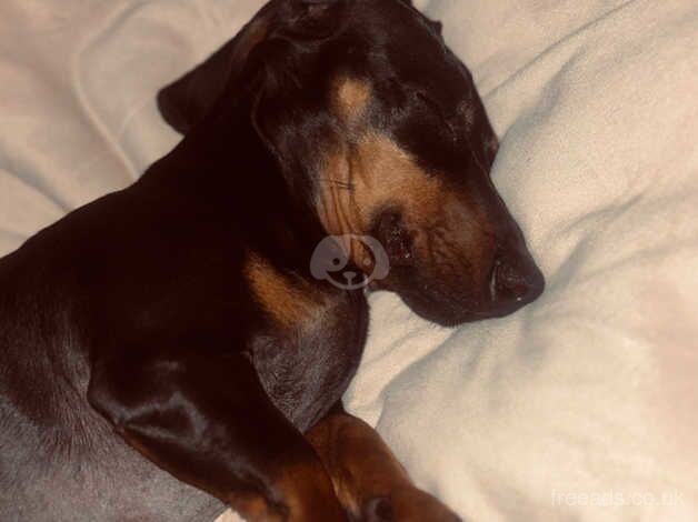 Female dachshund for sale in Winchester, Hampshire