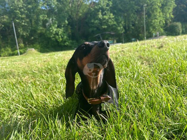 Female dachshund for sale in Winchester, Hampshire - Image 3