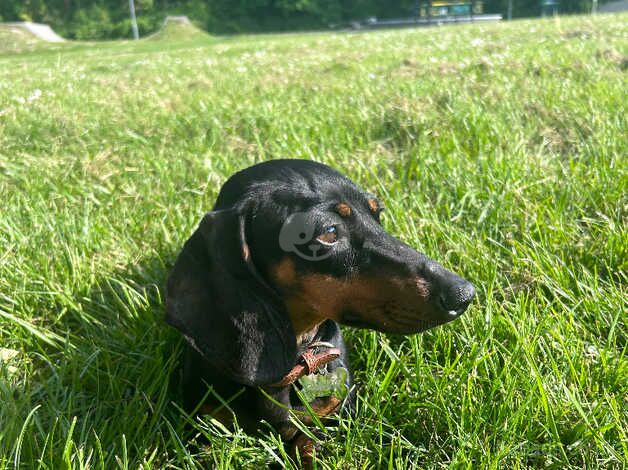 Female dachshund for sale in Winchester, Hampshire - Image 4