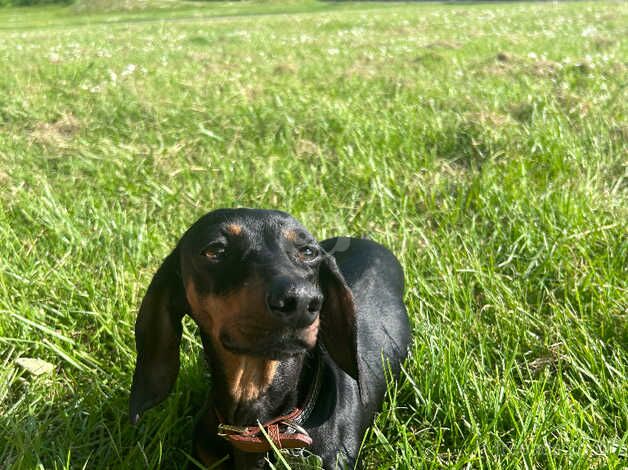 Female dachshund for sale in Winchester, Hampshire - Image 5